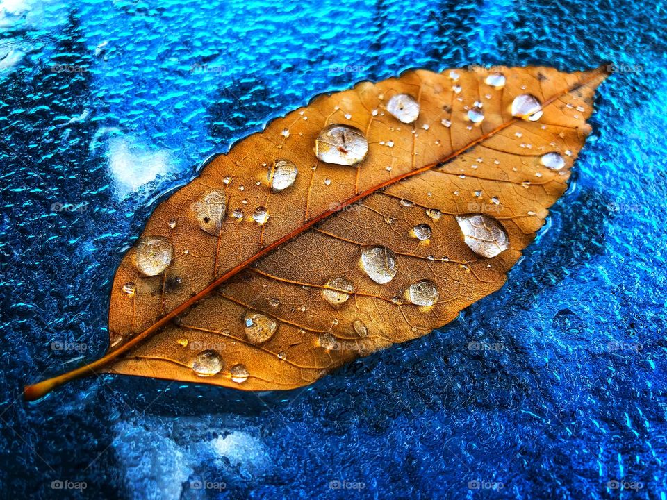 Floating leaf in the Fall 