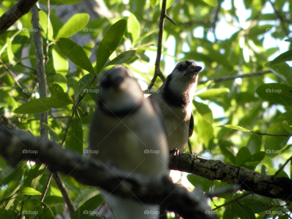 tree birds leaves branches by cwassi