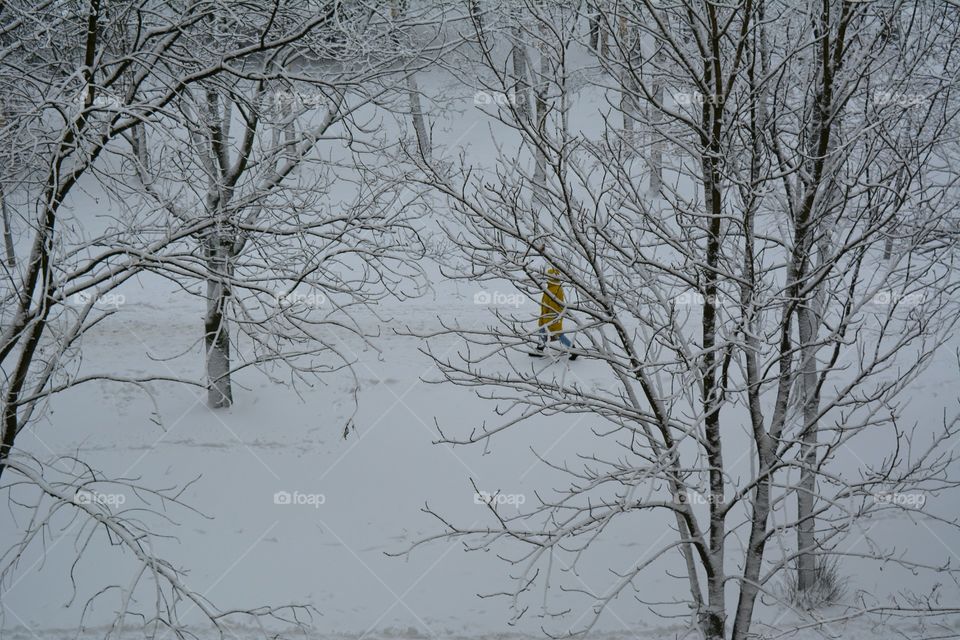 Winter, Snow, Tree, Cold, Branch