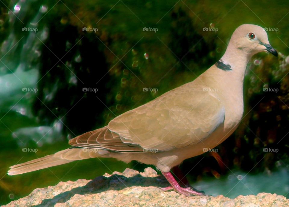 Dove at the Waterfall