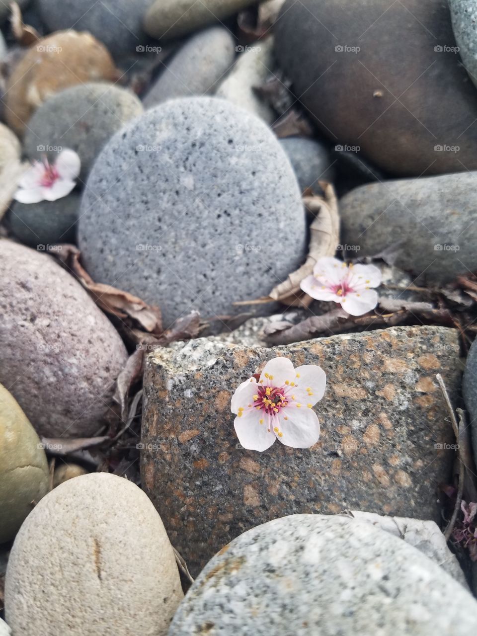 Floral and Stones