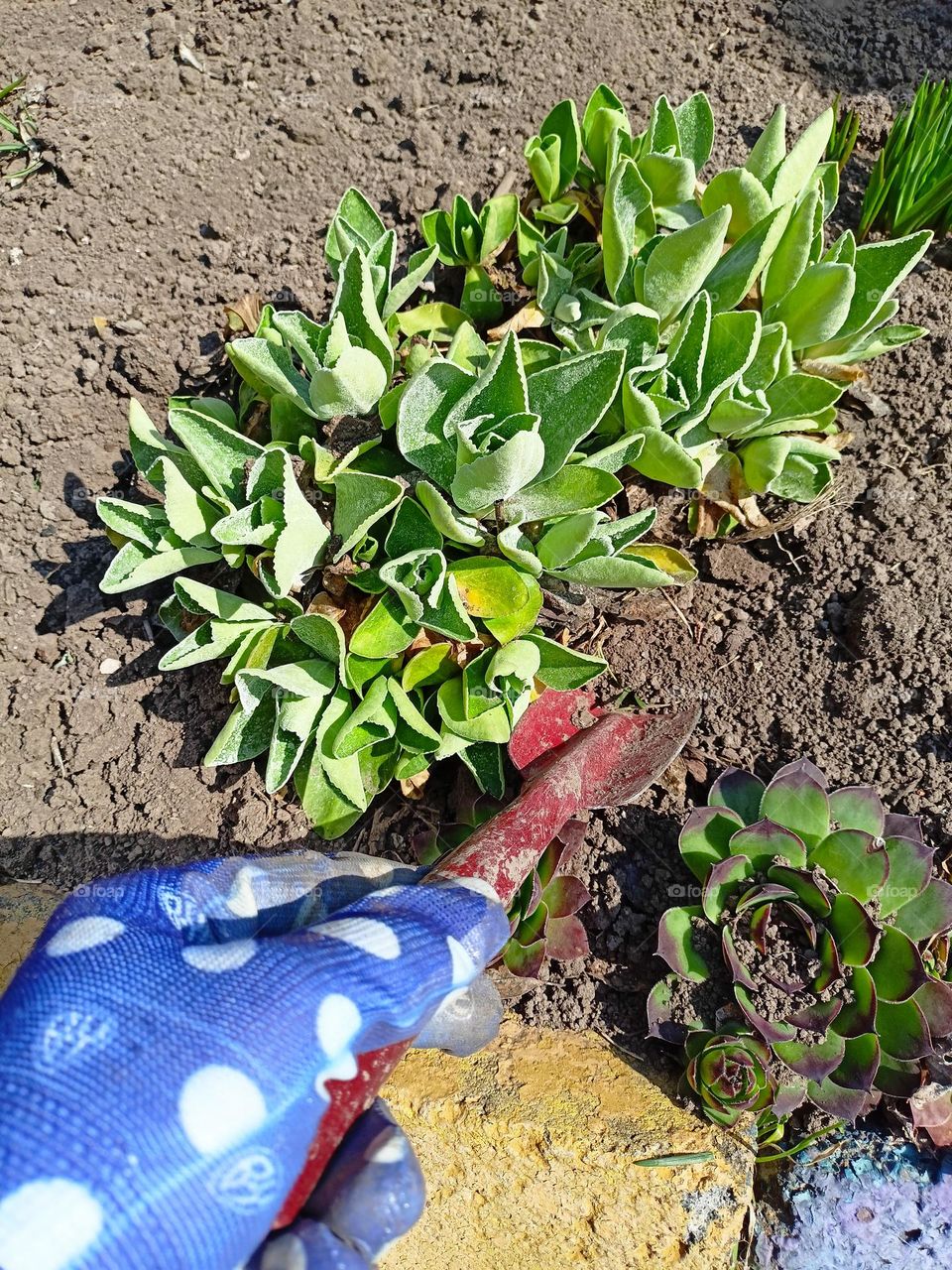 plants, green, earth, vegetable garden, bed, flower garden, flower bed, woman's hand, woman planting flowers, gloved hand, garden shovel, spring