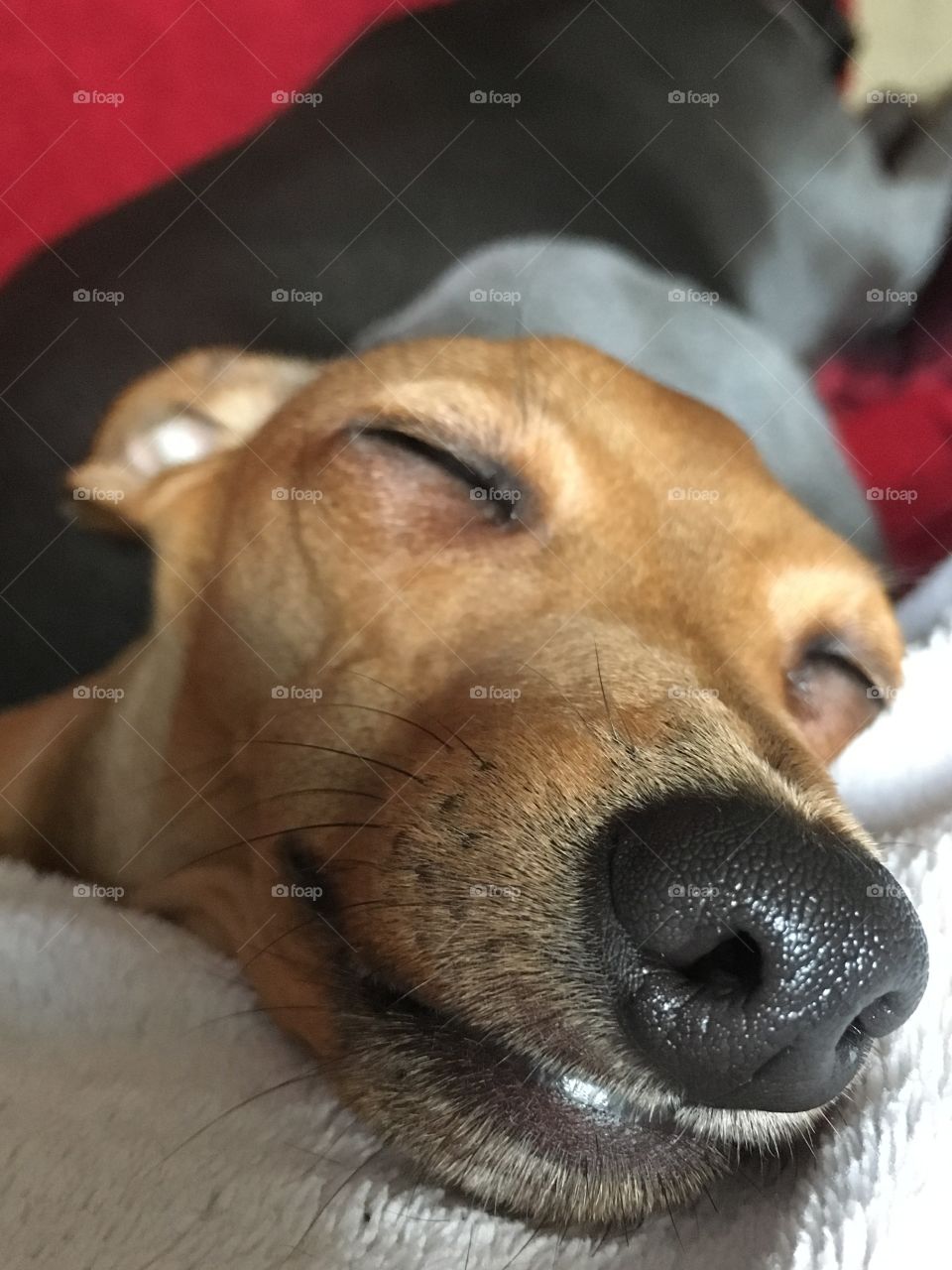 Close up view of the face of Amber the Italian greyhound puppy asleep on the sofa 