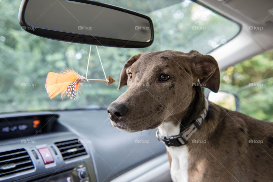 Mixed breed dog sitting in the passenger seat of a car with a handmade arrow hanging from the rearview mirror