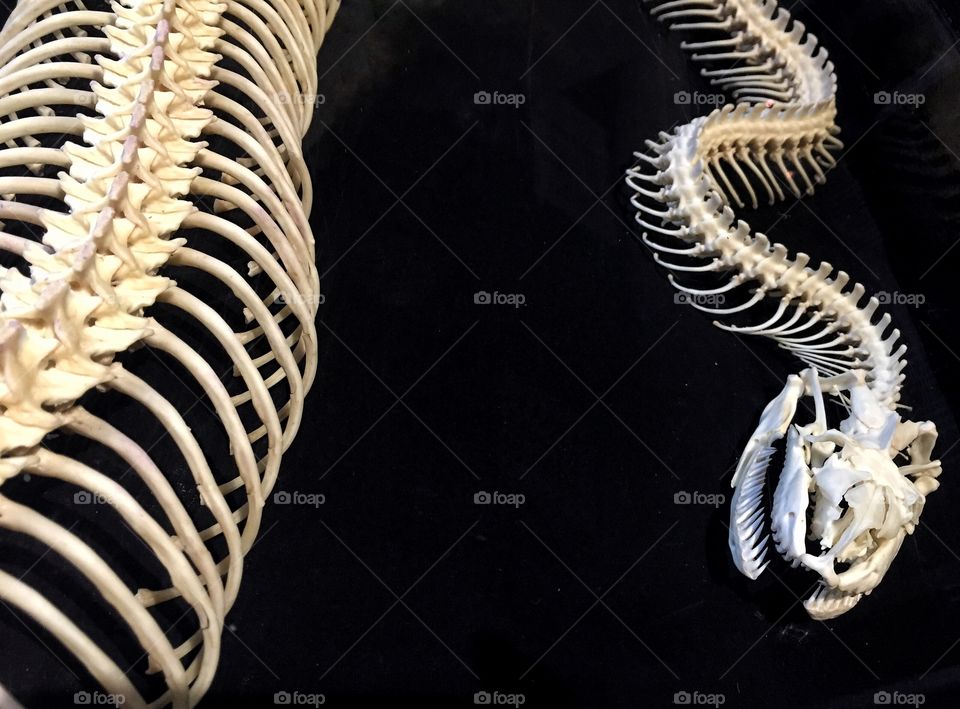 Skeleton of Burmese python ,age 12 yrs,weight 80 kgs,length 475 cms 