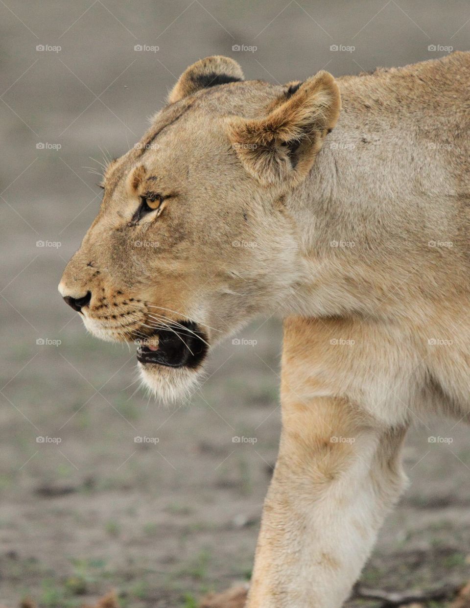 A lioness starts the evening looking for a meal.