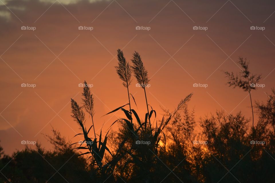 Silhouette of plants during sunset