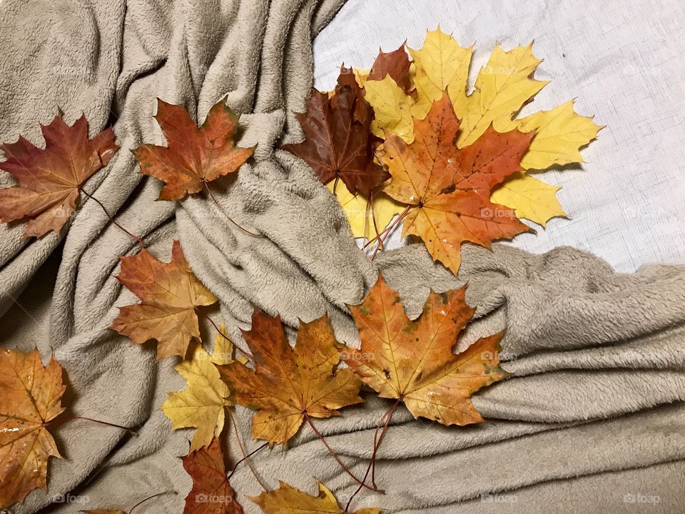 Beautiful leaves 