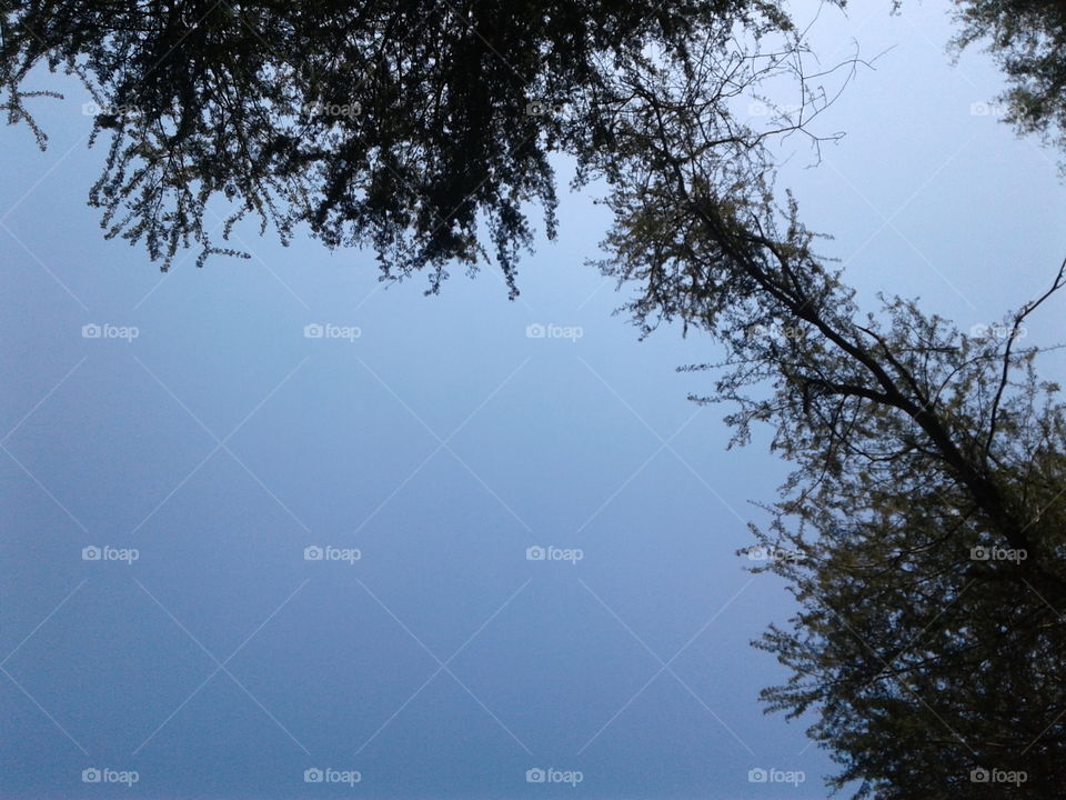Tree, Sky, Nature, Landscape, No Person