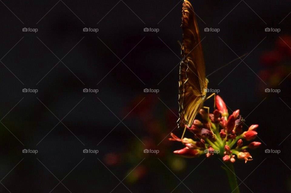 flower love wings bug by rachelsheldon2014