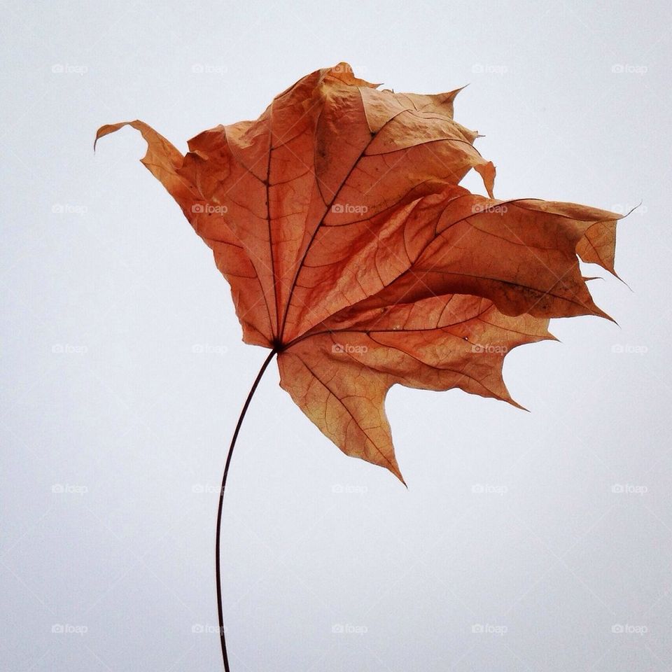 Dry leaf at white background 