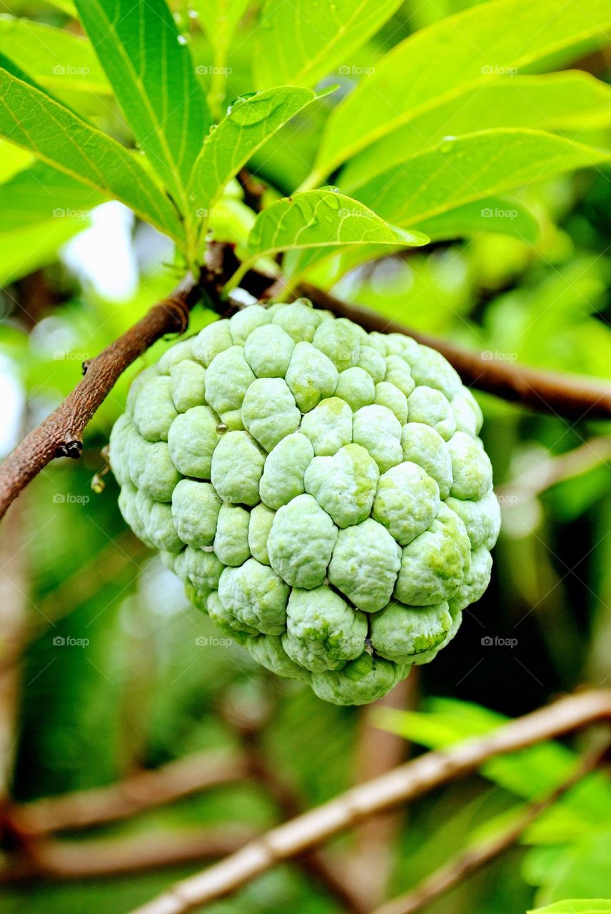 Custard apple on the tree