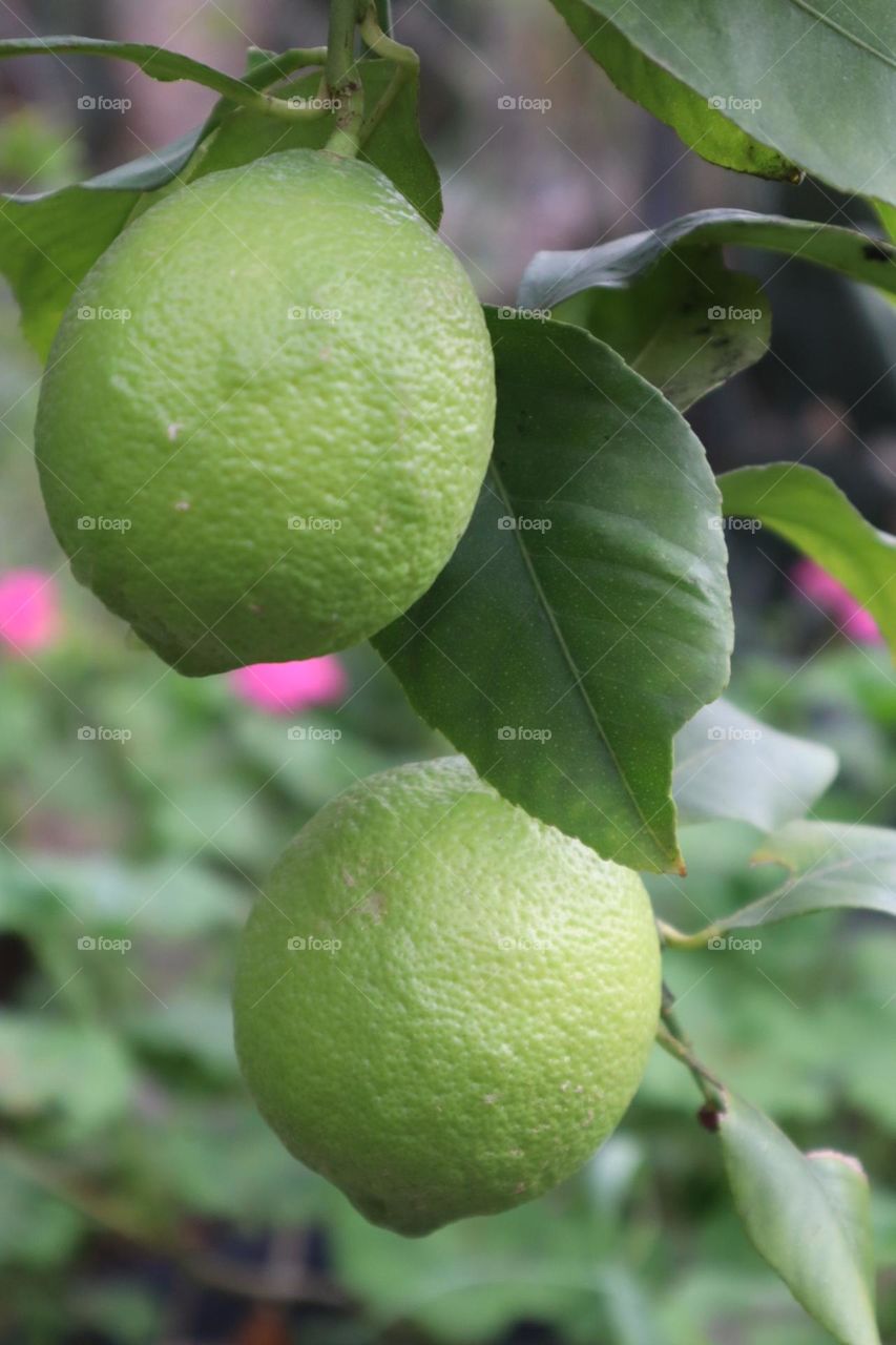 Green lemons 