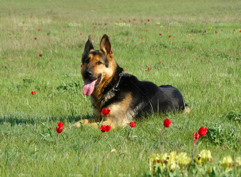 Shepherd dog