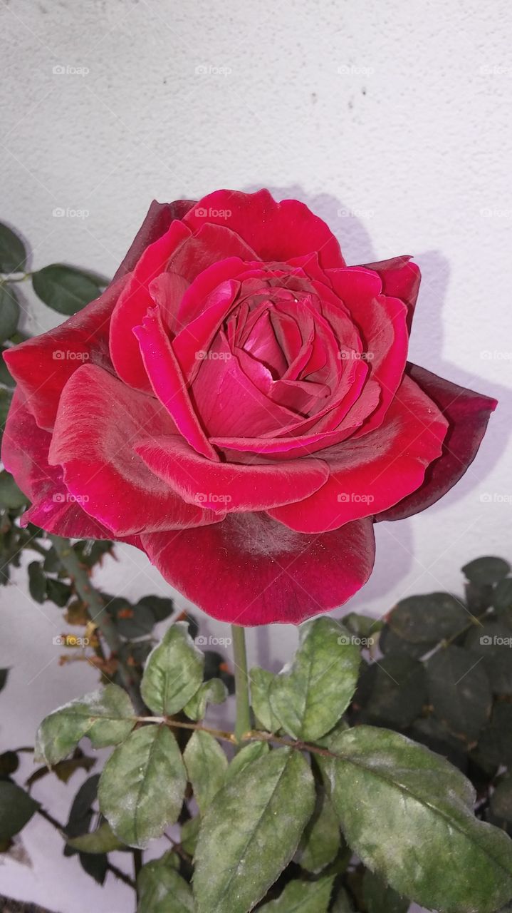 red velvet rose