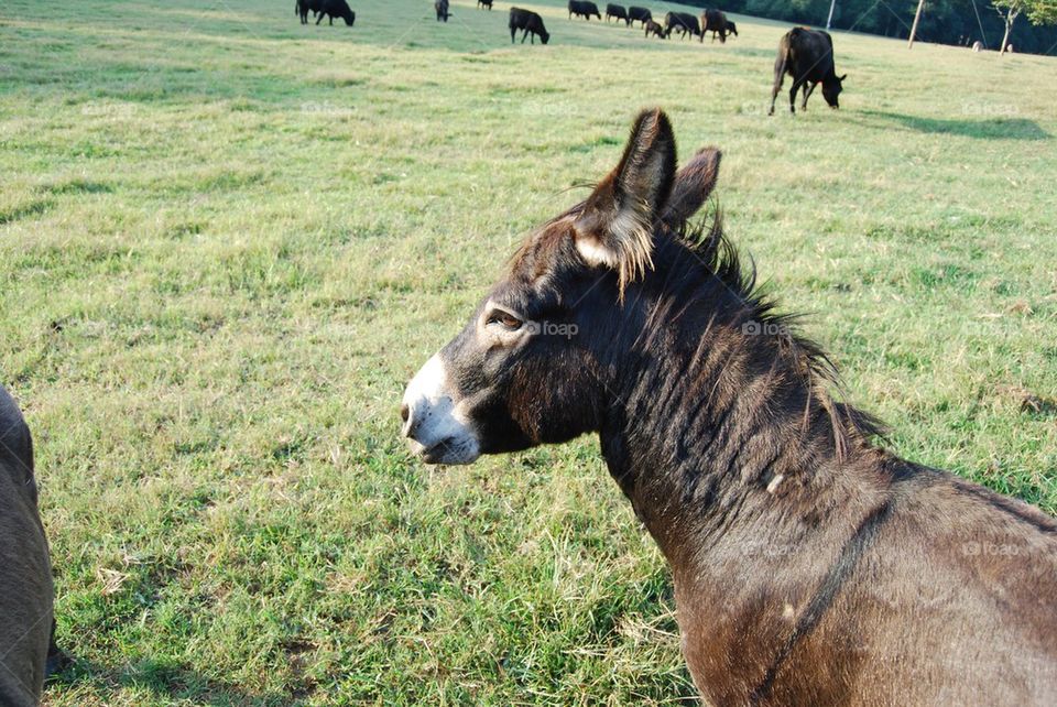 Donkey in field with cows