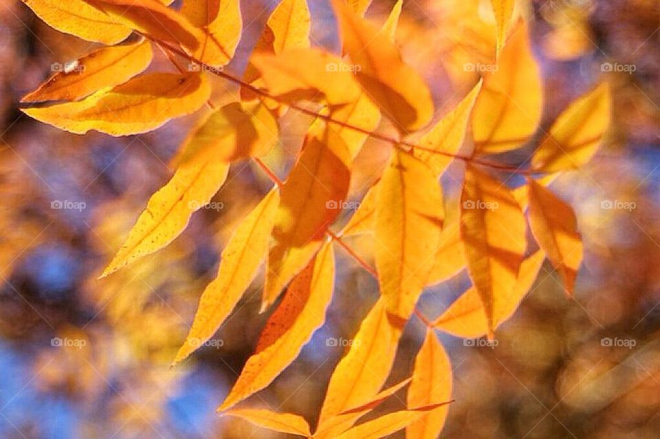 fall