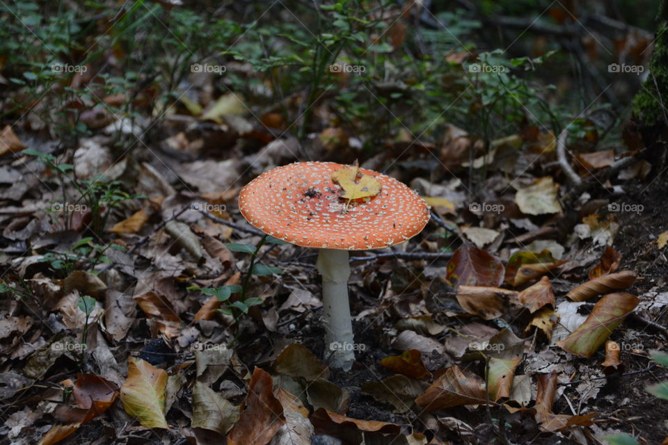 fly agaric
