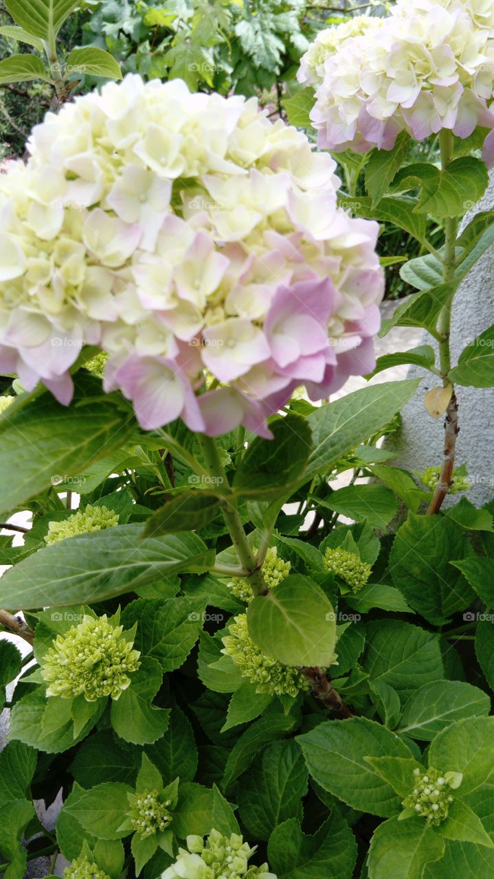 hydrangea