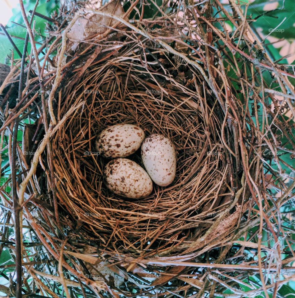 bird nest and eggs