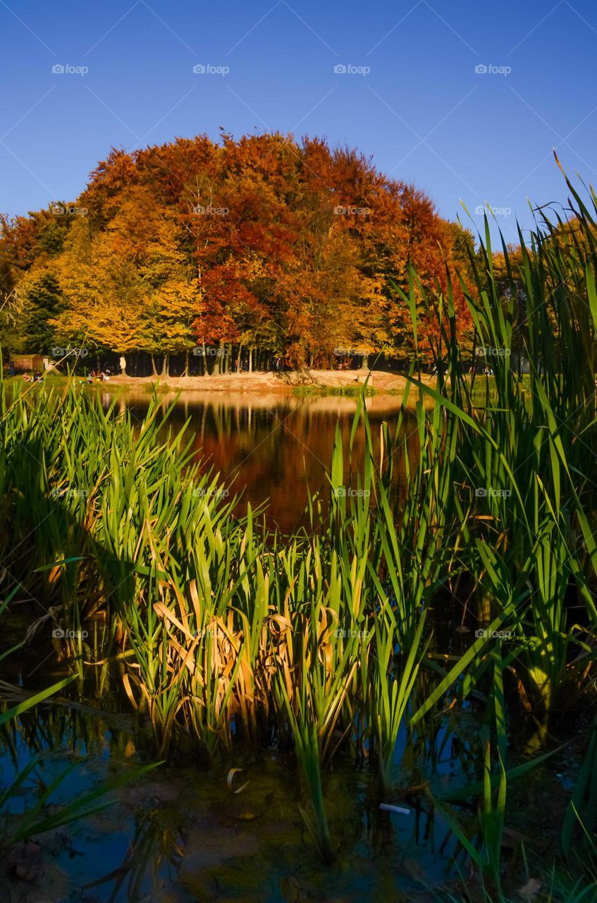 autumn in the city park