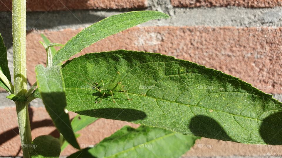 green grasshopper on green leaf