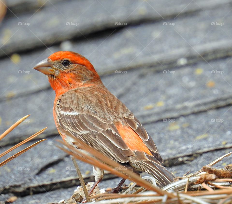 Close-up of a robin bird