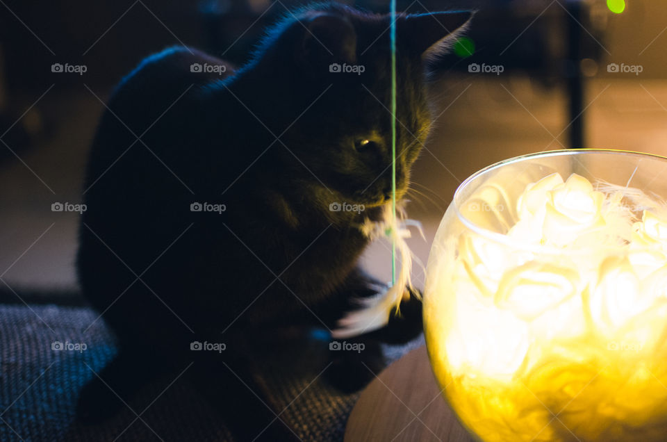 cat playing with yarn