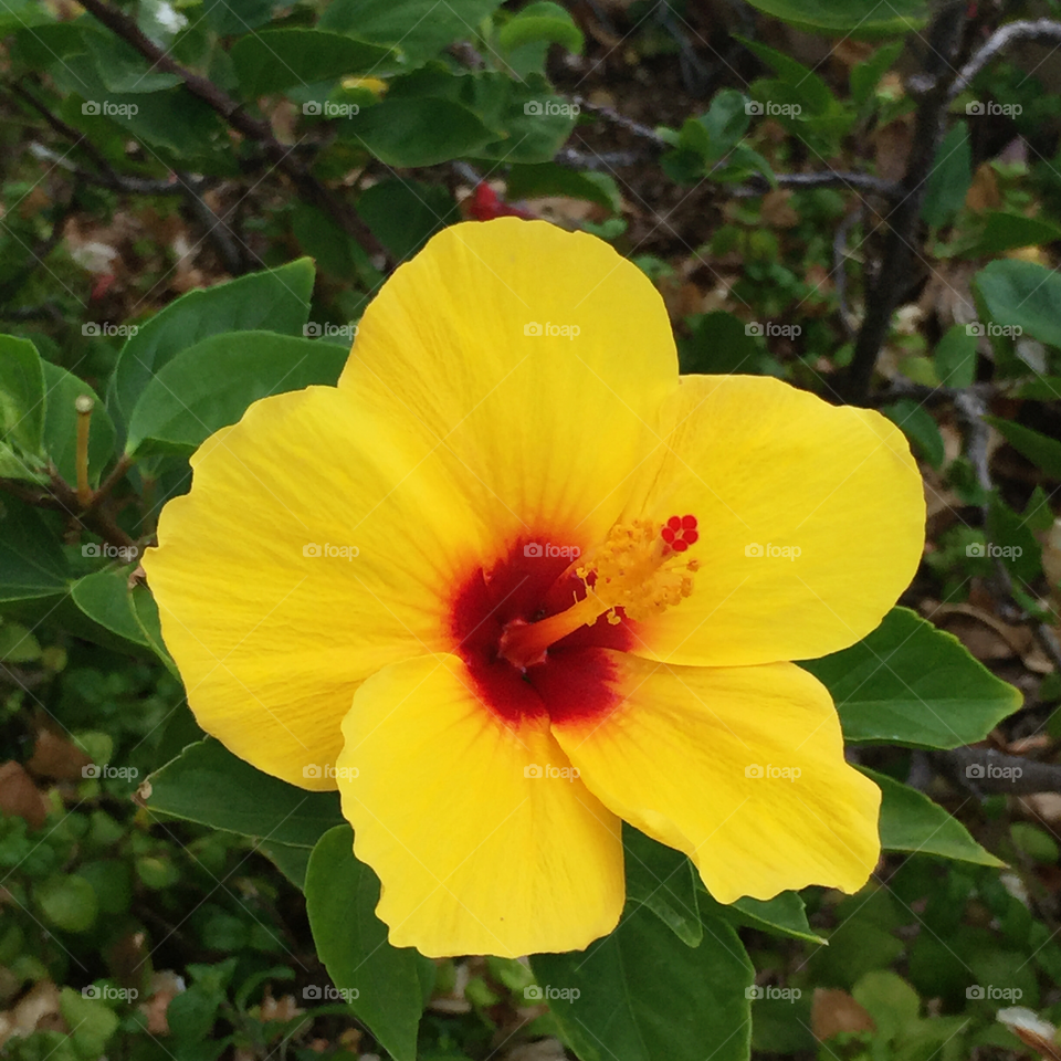 Yellow Hawaiian hibiscus with red throat