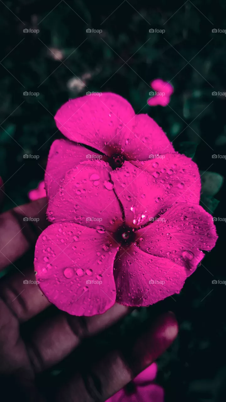 Flower🥀❤️