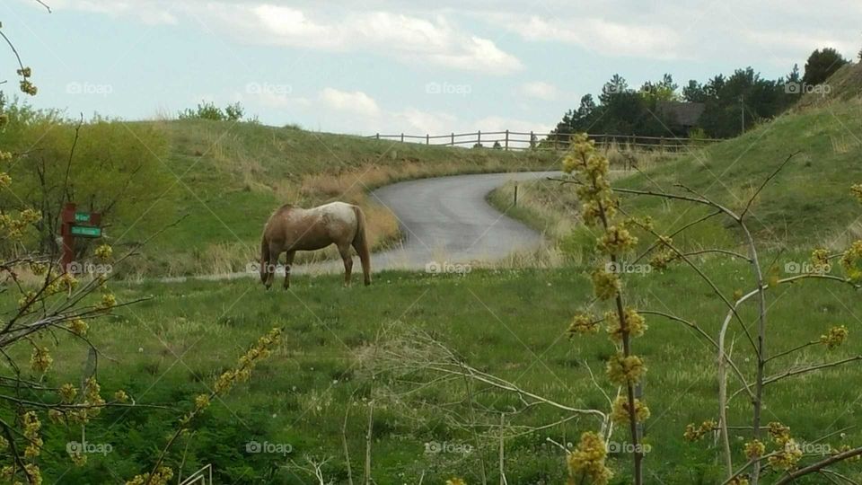 Grazing Horses