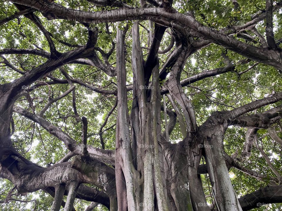 A huge old banyan tree in a forest