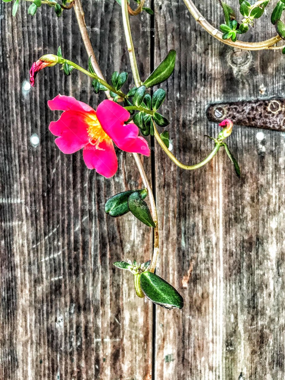 Fuchsia Portulaca (Purslane) on old wooden cupboard
