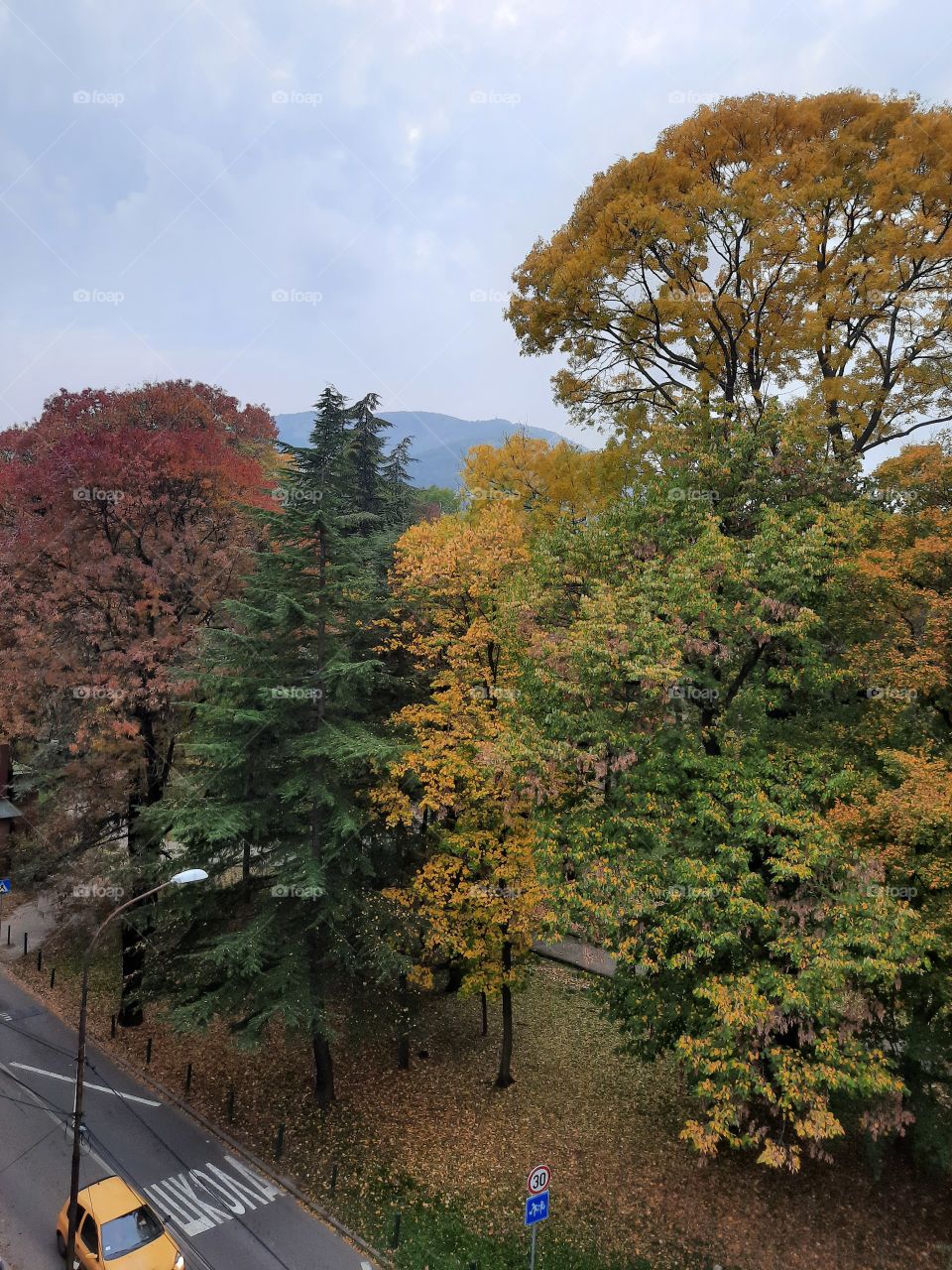 Tree. Color. Autumn. Leaf. Nature.
