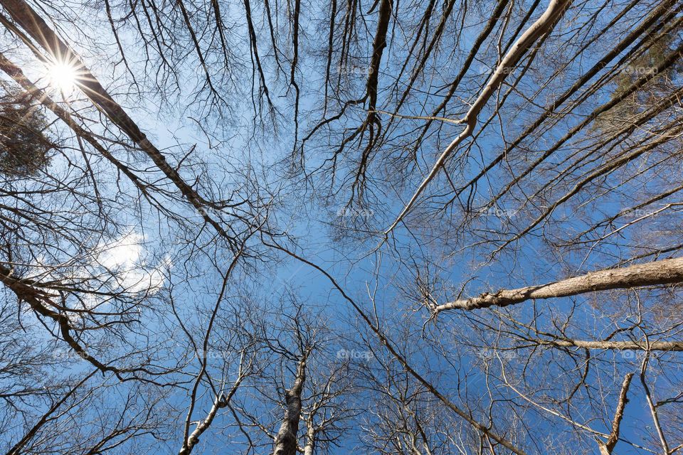 Looking up on tree tops and the sky from the ground, the sun is shining through the tree branches 