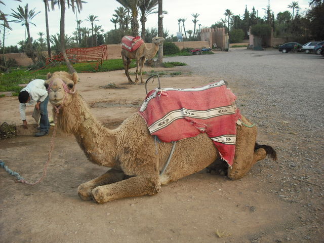 camel