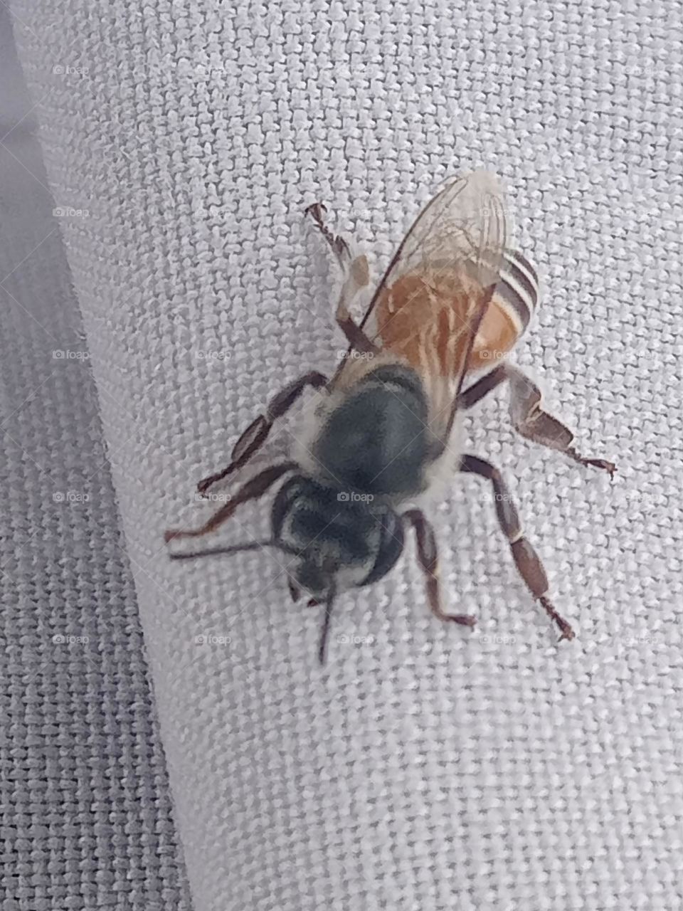 ravarma VanguvO / Dwarf Honey Bee / Apis Florea / Small Bee / Wild Honey Bee's