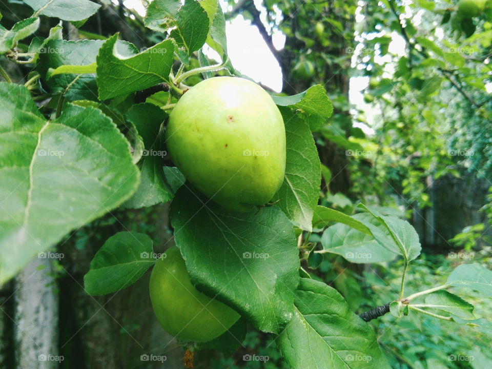 A real green apple on a tree, although not perfect, but very tasty