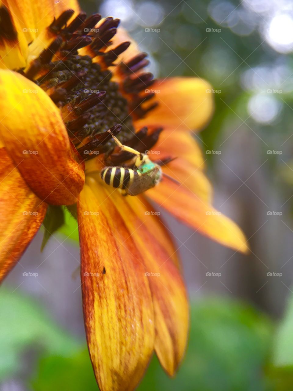 Bee in search for pollen