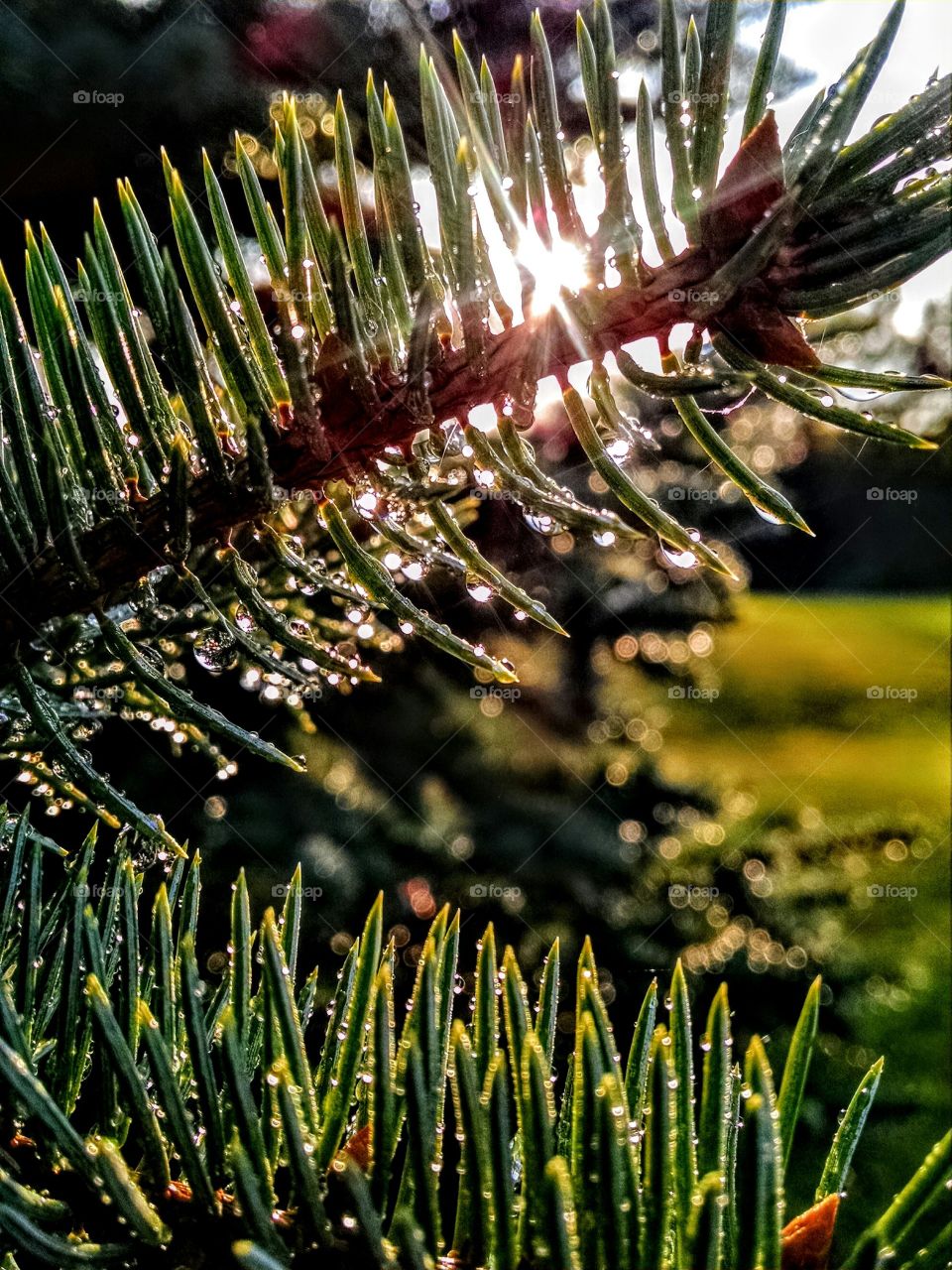 Close-up of fir branch