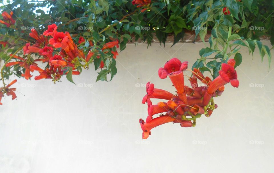 red flowers beautiful texture view from the ground