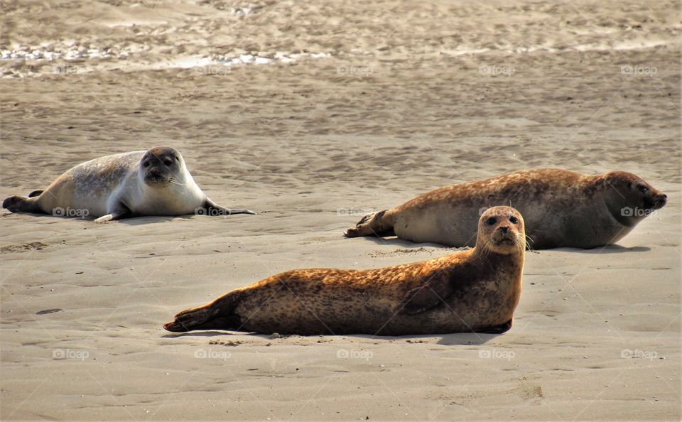 At the seaside