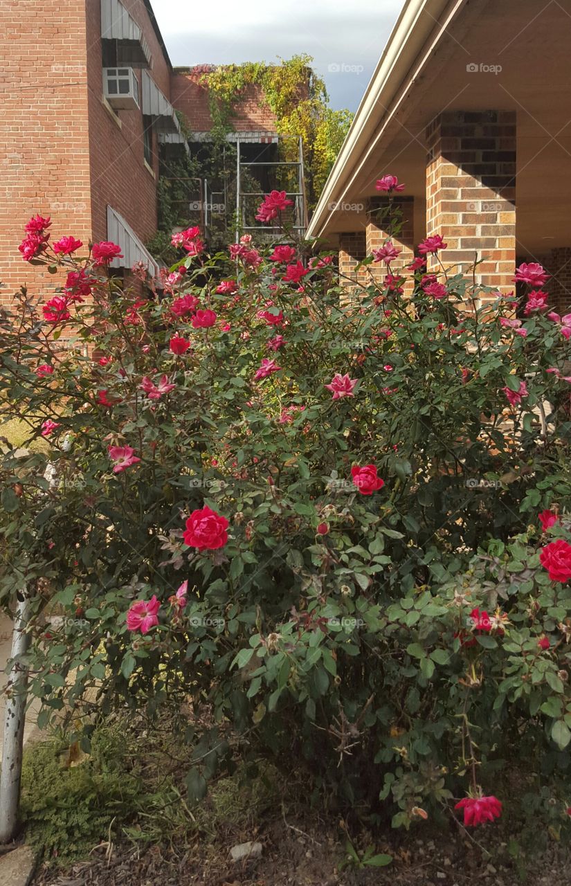 Flower, Rose, No Person, Garden, Leaf