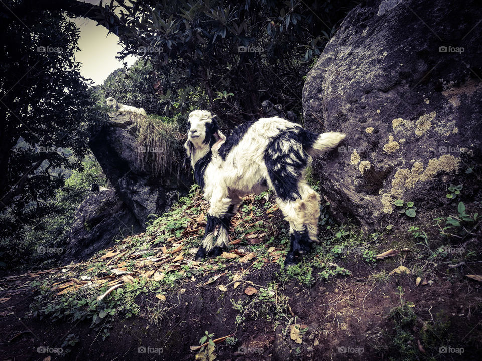 Cute black and white goat grazing