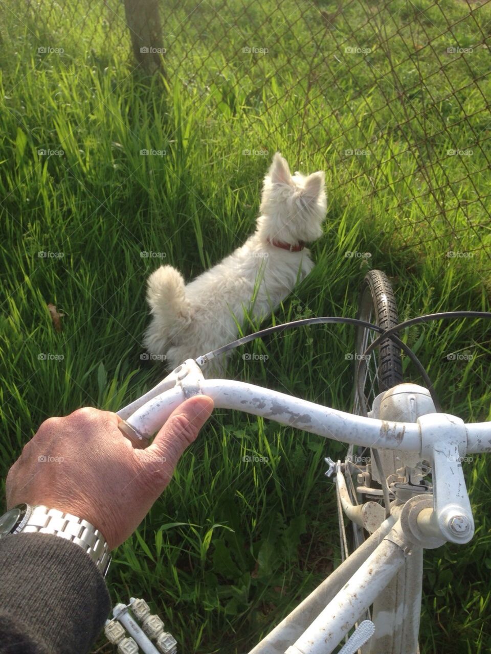 My cycle and dog
