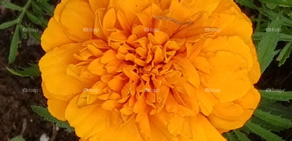 Orange Flower in Spring