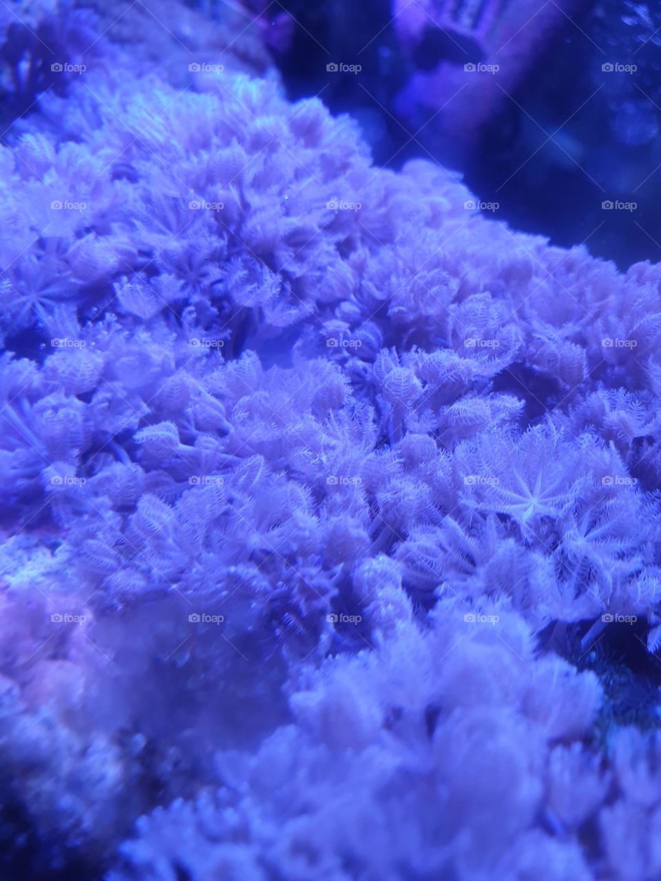 underwater purple sea life