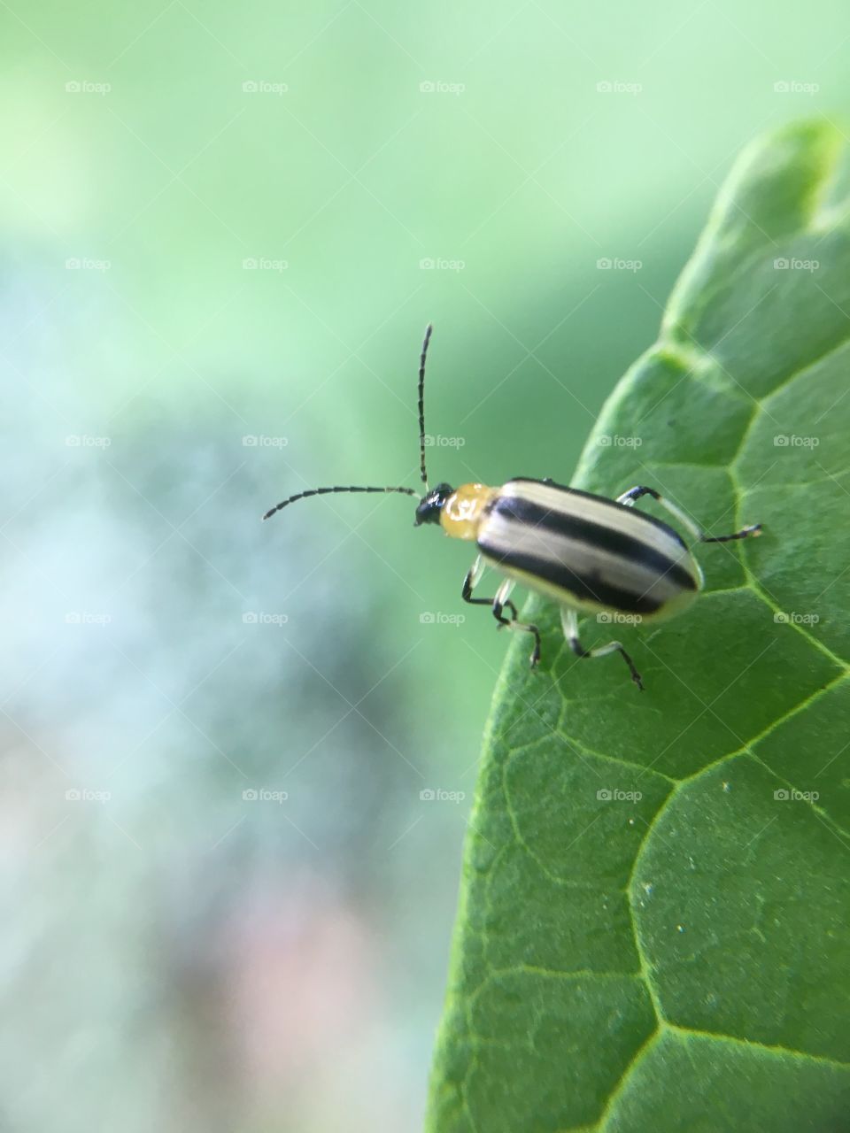 Beetle on leaf