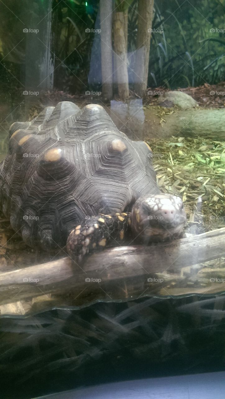Tortuous watching the guests at the zoo.