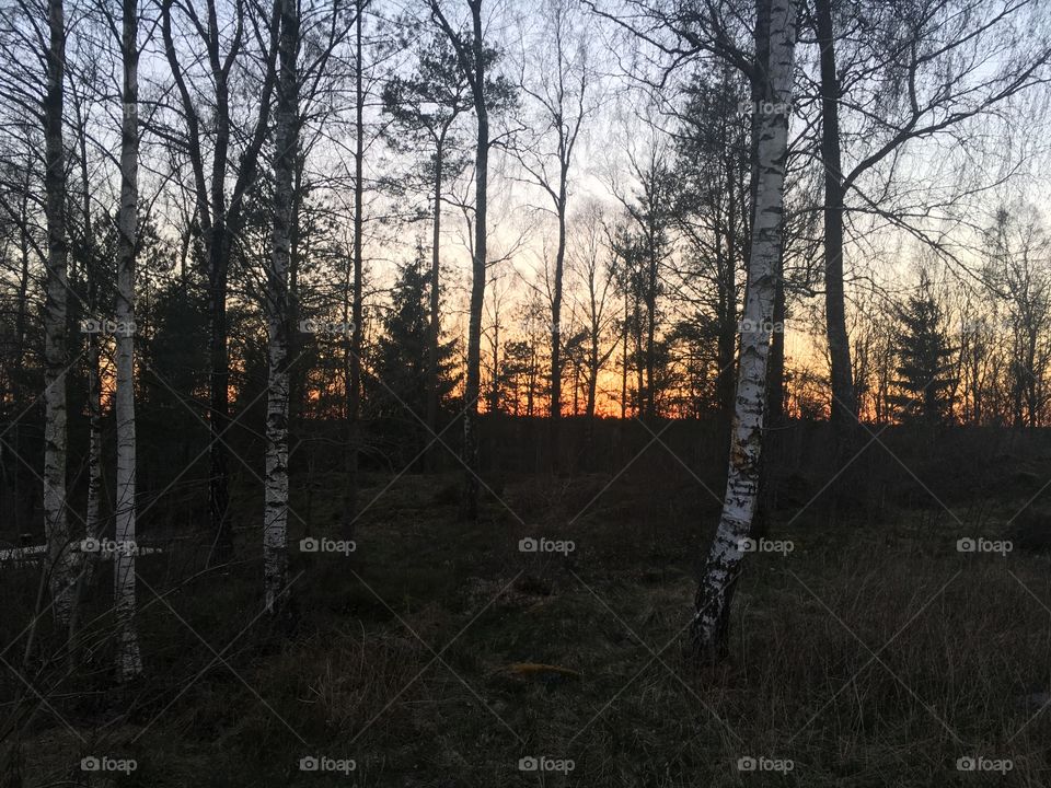 Beautiful sunset in the forest with some birch trees in the front
